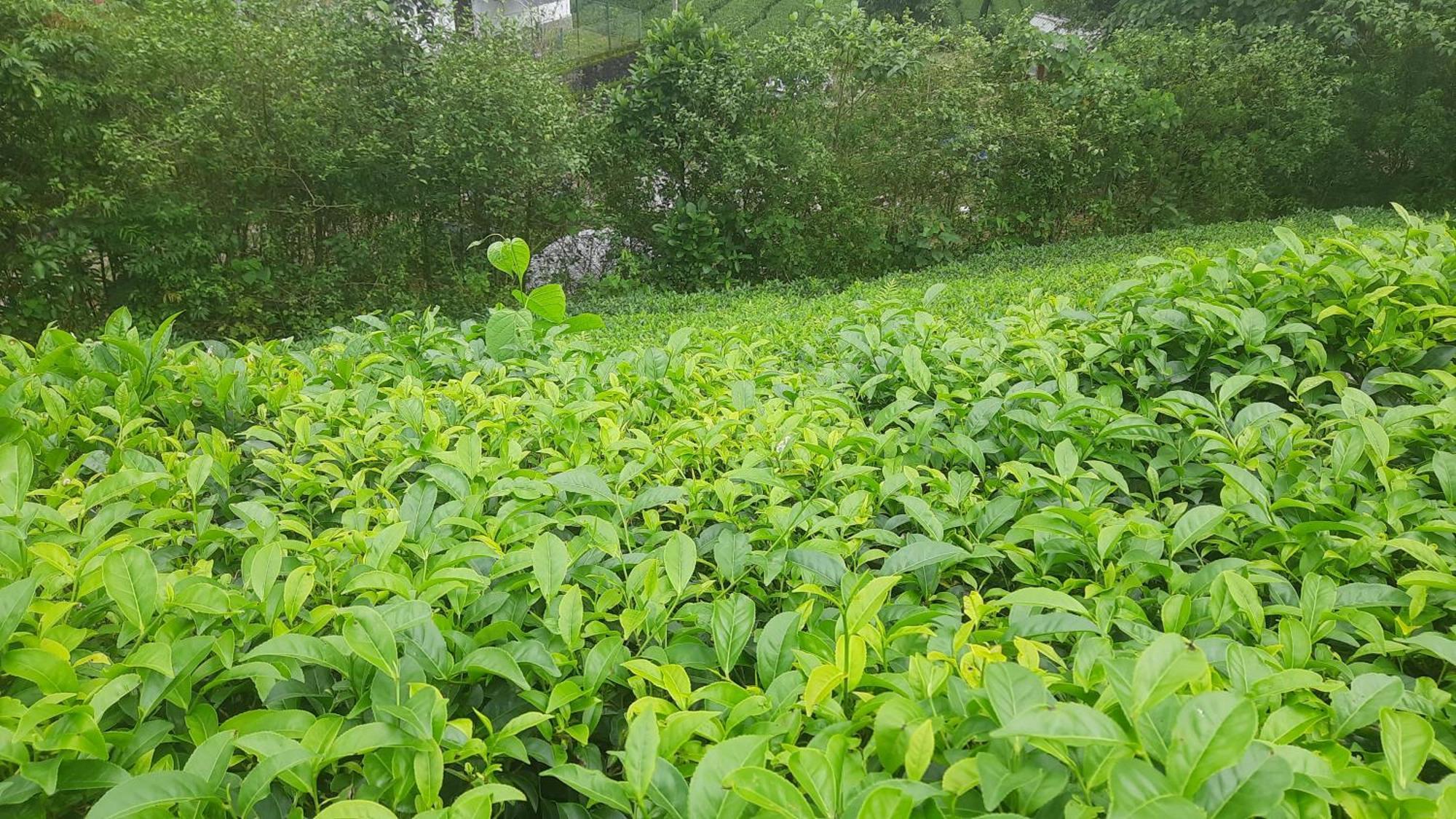 Paradise Meadows Vagamon Zewnętrze zdjęcie